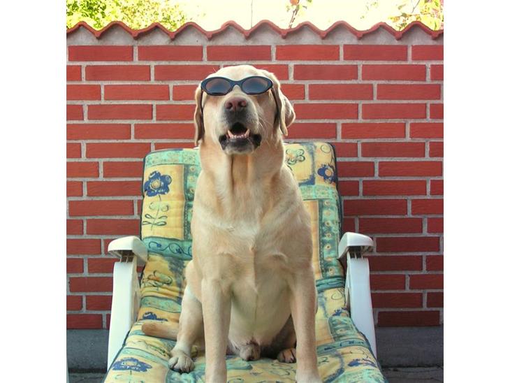 Labrador retriever Pepsi - Pepsi nyder sommeren billede 1