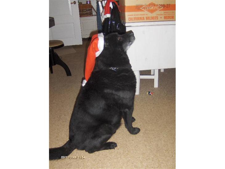 Sort spids Blackie (død) :'( billede 1