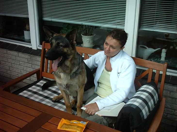 Schæferhund Jerry - man har altså bare det store overblik heroppefra mor! billede 1