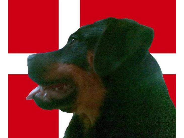 {{currentPhoto.altText}} billede {{currentPhoto.number}}