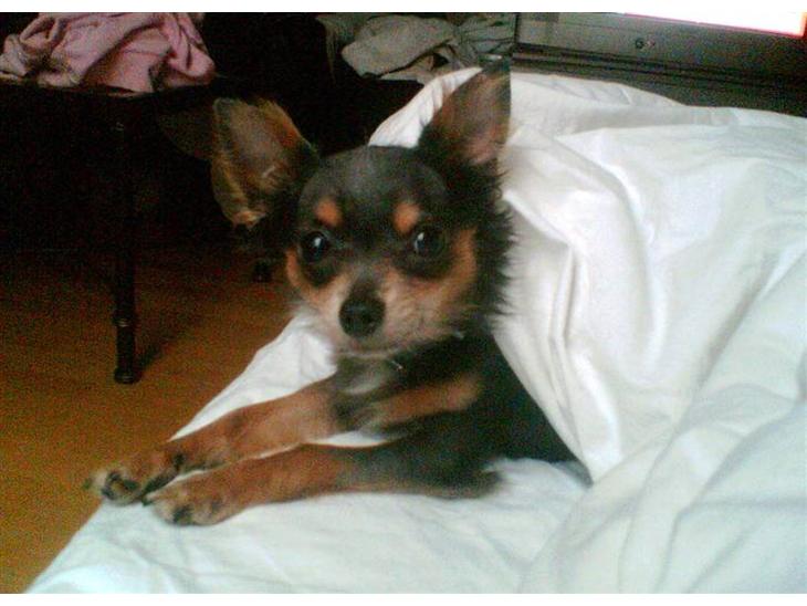 {{currentPhoto.altText}} billede {{currentPhoto.number}}