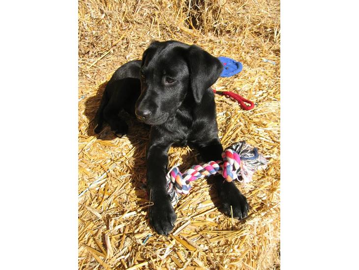 Labrador retriever Viki - Viki :p  billede 1