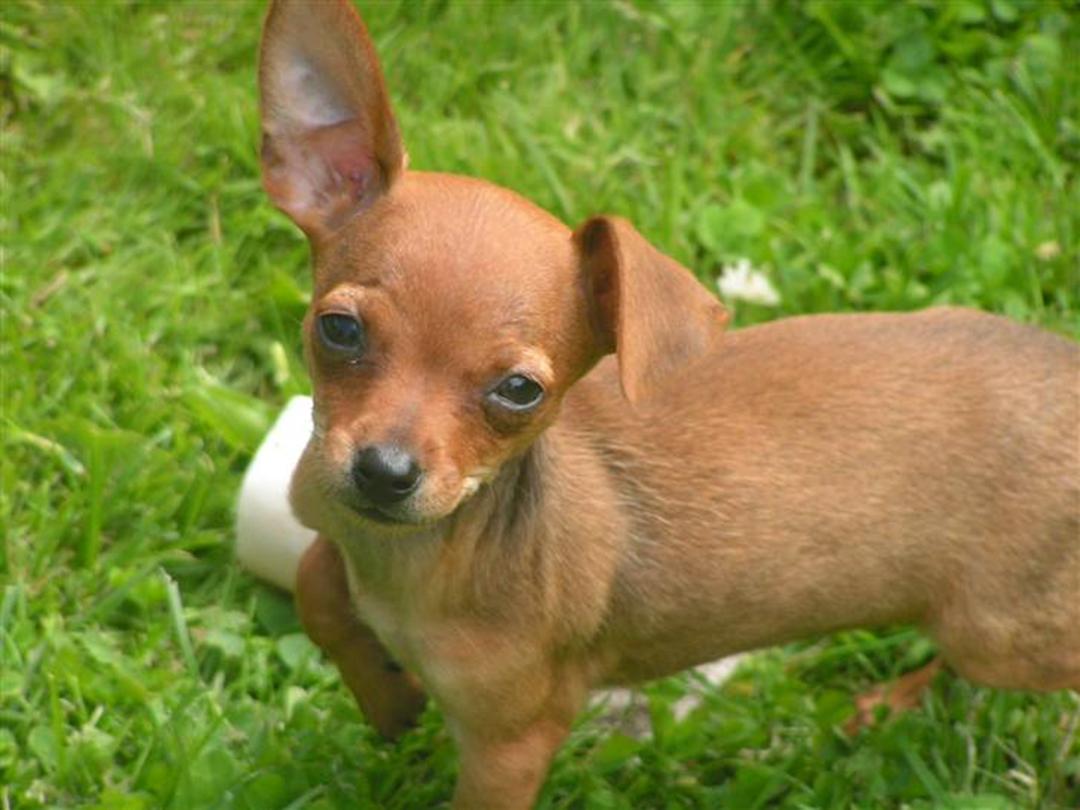 hjem sandsynligt letvægt Chihuahua Gucci - 2007 - Hun ligener mest en dværgpinc...