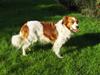 Kooikerhondje Xana 