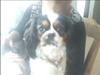 Cavalier king charles spaniel lady<33
