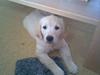 Golden retriever Ascha
