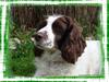 Engelsk springer spaniel Alice in wonderland