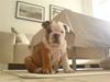 Engelsk bulldog Samson