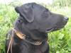 Labrador retriever Fido (formel 1)
