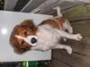 Kooikerhondje Høgedal's Smilla