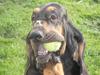 Blodhund Thobachs Alma Wilma/Wilma