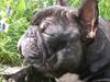 Fransk bulldog Diego