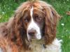 Blanding af racer Balder [ Himmelhund]