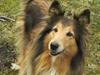 Collie langhåret Cheela R.I.P:( [ Himmelhund]