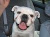 Blanding af racer (engelsk bulldog) Molly