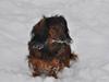Dværggravhund freja R.I.P 12/2 2011