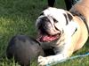 Engelsk bulldog biffi