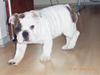 Engelsk bulldog Trille