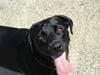 Labrador retriever Luna