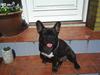 Fransk bulldog THORKILD SOLGT [Tidl. hund]