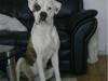 Amerikansk bulldog Frida