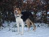 Border collie Crocodile Dundee "Dundee" - RIP