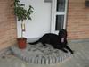 Flat coated retriever Chico