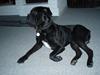 Cane corso  Diablo