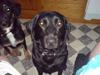 Labrador retriever Tøsen