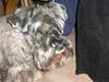 Dvaergschnauzer Phoebe