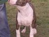 Bullterrier Ecko c",) [ Himmelhund]