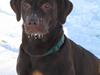 Labrador retriever *Formel 1* Sally (sørøver sally)