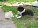 Border collie Cody