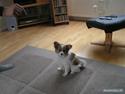 Papillon Molly