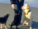 Golden retriever Joey