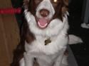 Border collie Bonnie
