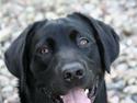 Labrador retriever Max