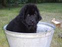 Newfoundlænder Maximus død juli 2008 fra