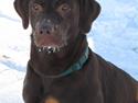 Labrador retriever *Formel 1* Sally (sørøver sally)