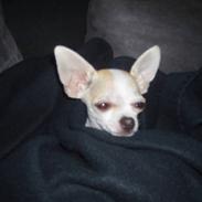 Chihuahua Tigo