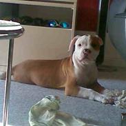 Amerikansk bulldog Kenzo