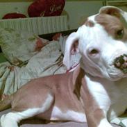 Amerikansk bulldog Kenzo