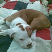 Amerikansk bulldog Kenzo