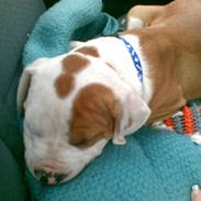 Amerikansk bulldog Kenzo