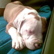 Amerikansk bulldog Kenzo