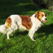 Kooikerhondje Xana