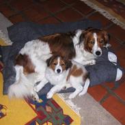 Kooikerhondje Xana