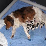 Kooikerhondje Xana