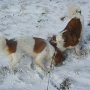 Kooikerhondje Xana