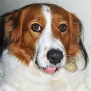 Kooikerhondje Xana